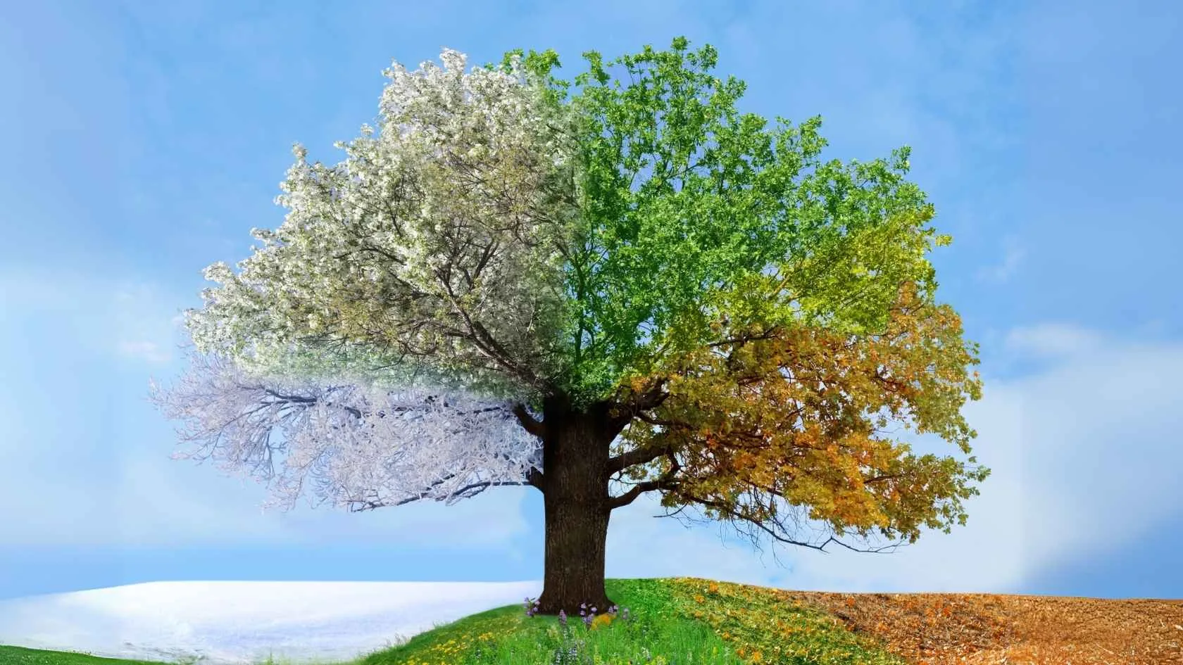 4 seasons of parenthood