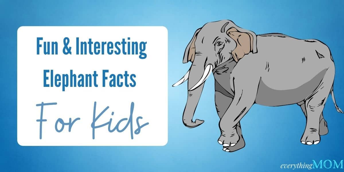 elephant facts for kids