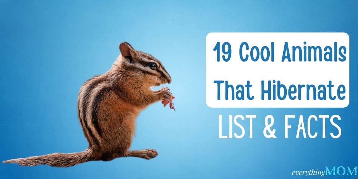 animals that hibernate